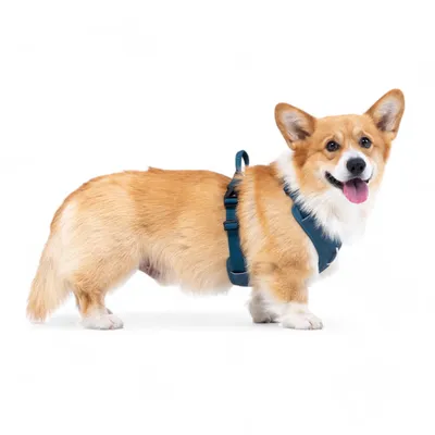 Woolly Wolf Harnais pour chien Roam Deep Teal