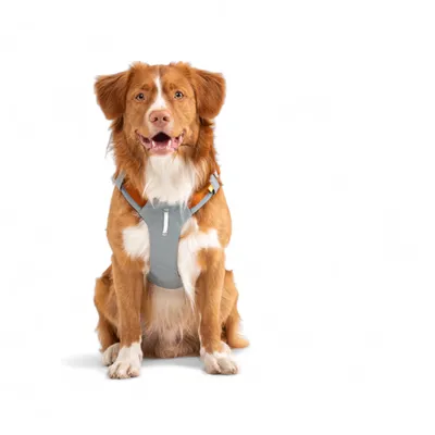 Woolly Wolf Harnais pour chien Alpha 360