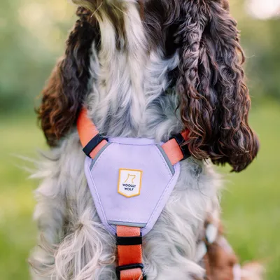 Woolly Wolf Harnais Color Block Salmon Pink Mix