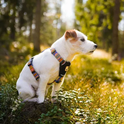 Woolly Wolf Harnais Nightless Night