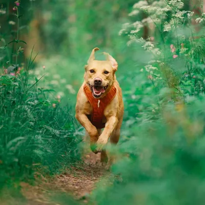 Woolly Wolf Harnais pour chien Roam Terracotta