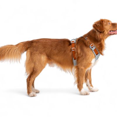 Woolly Wolf Harnais Alpha 360 Glacier Green Mix