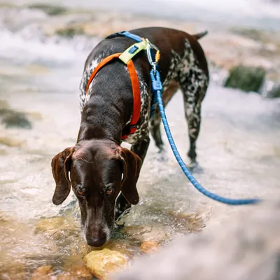 Woolly Wolf Harnais Color Block Lime Mix
