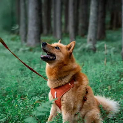 Woolly Wolf Harnais pour chien Roam Terracotta