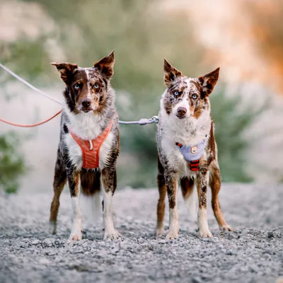 Woolly Wolf Harnais Roam Salmon Pink