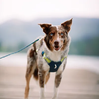 Woolly Wolf Harnais Alpha 360 Deep Teal Mix