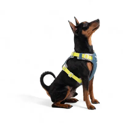 Woolly Wolf Harnais Alpha 360 Deep Teal Mix