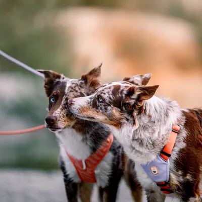 Woolly Wolf Harnais Color Block Salmon Pink Mix