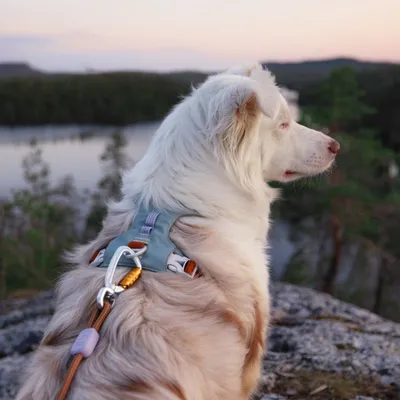 Woolly Wolf Harnais Alpha 360 Glacier Green Mix