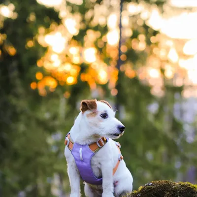 Woolly Wolf Harnais Alpha 360 Lavendermix