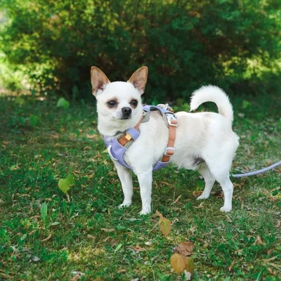 Woolly Wolf Harnais Alpha 360 Lavendermix