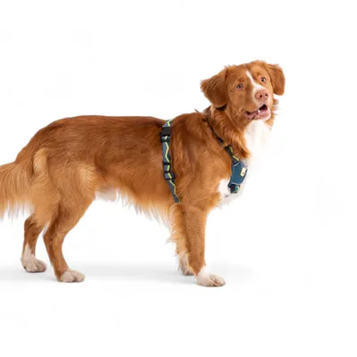 Woolly Wolf Harnais Horizon Deep Teal Mix