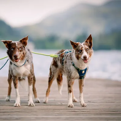 Woolly Wolf Harnais Horizon Deep Teal Mix