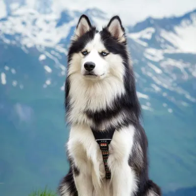 Woolly Wolf Harnais Woodland