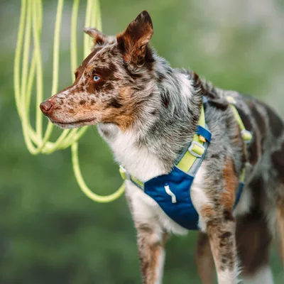 Woolly Wolf Harnais Alpha 360 Deep Teal Mix