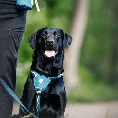 Woolly Wolf Harnais Horizon Deep Teal Mix