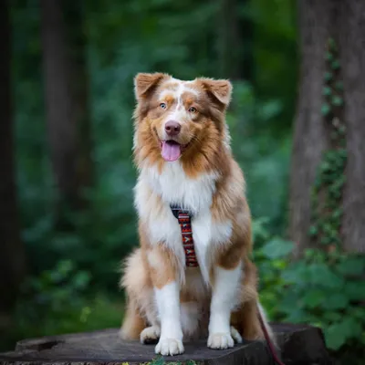 Woolly Wolf Harnais Polar Night