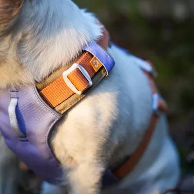 Woolly Wolf Harnais Alpha 360 Lavendermix