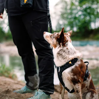 Woolly Wolf Pochette à Friandises Roam Black