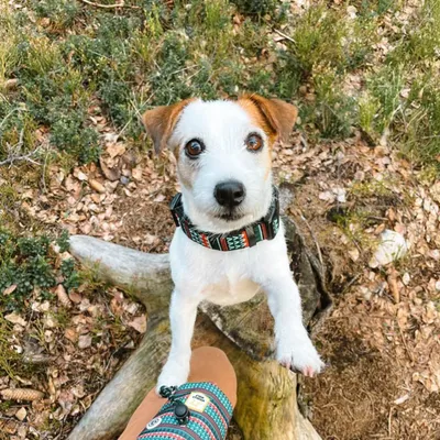 Woolly Wolf Pochette à Friandises Woodland