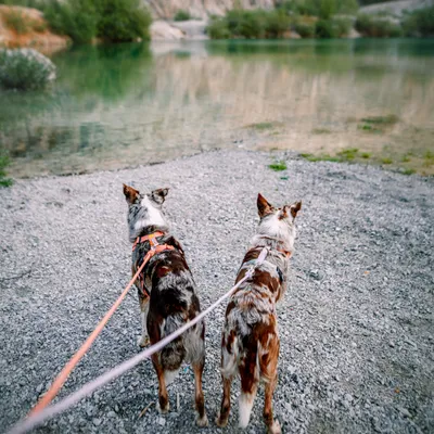 Woolly Wolf Laisse Rope Lavender