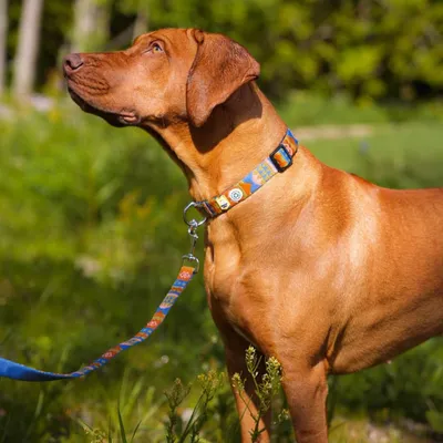 Woolly Wolf Laisse Nightless Night