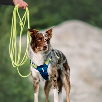 Woolly Wolf Laisse Long Rope Lime