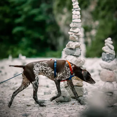 Woolly Wolf Laisse Rope Thin Deep Teal