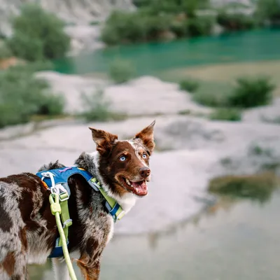 Woolly Wolf Laisse Rope Lime