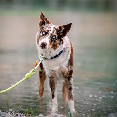 Woolly Wolf Laisse Rope Lime