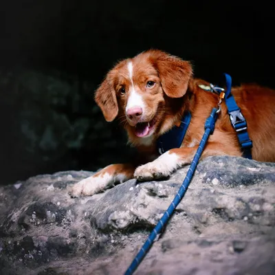 Woolly Wolf Laisse Rope Deep Teal