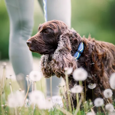Woolly Wolf Laisse Horizon Deep Teal Mix