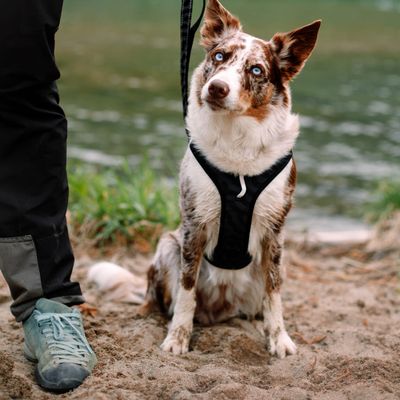 Woolly Wolf Laisse Roam Adjustable Black