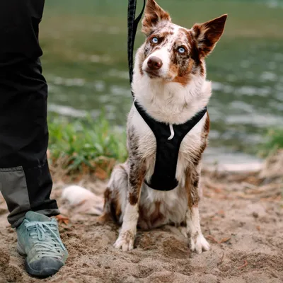 Woolly Wolf Laisse Roam Adjustable Black