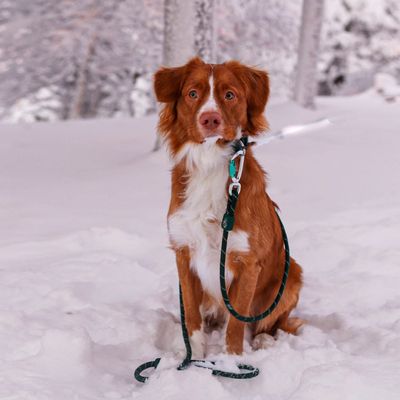 Woolly Wolf Laisse Rope Evergreen