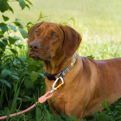 Woolly Wolf Laisse Rope Thin Salmon Pink