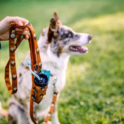 Woolly Wolf Laisse Sea To Summit