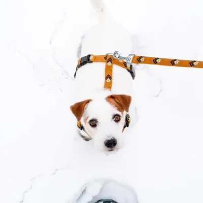 Woolly Wolf Laisse Sea To Summit