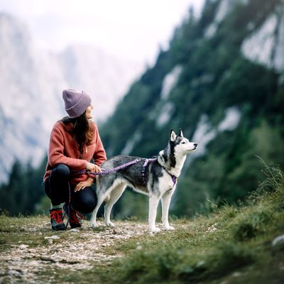 Woolly Wolf Laisse Northern Lights