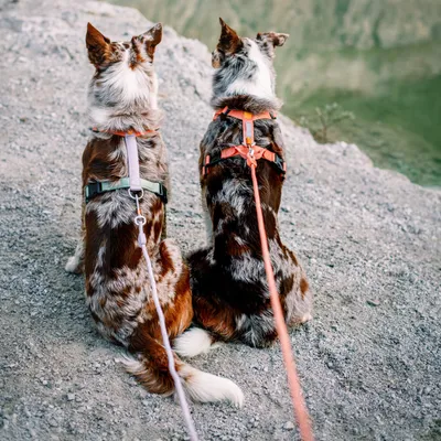 Woolly Wolf Laisse Rope Salmon Pink