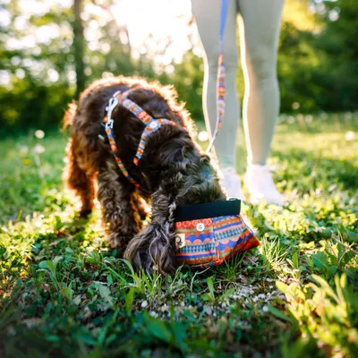 Woolly Wolf Gamelle de Voyage Nightless Night