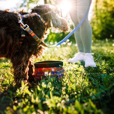 Woolly Wolf Gamelle de Voyage Sea to Summit