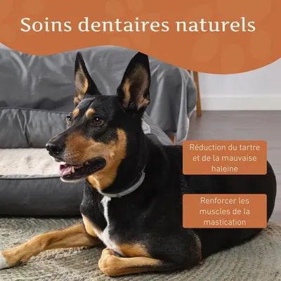 Wildfang® Fromage à mâcher - bâton à mâcher au fromage à pâte dure