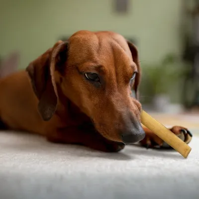 Wildfang® Fromage à mâcher - bâton à mâcher au fromage à pâte dure