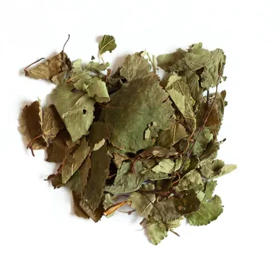 L'Eden des Pattounes Feuilles de bouleau