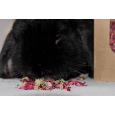 Boutons de rose