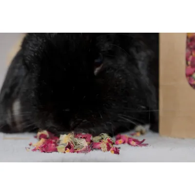 Boutons de rose