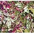 L'Eden des Pattounes Mix du Jour L'Eden des Pattounes Mix du Jour