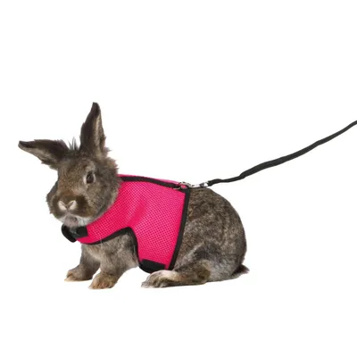 Harnais doux pour grand lapin