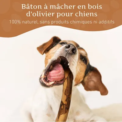 Wildfang® Bâton à mâcher en bois d'olivier